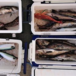 気仙沼　つり丸 釣果