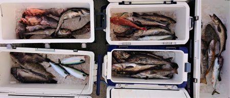 気仙沼　つり丸 釣果