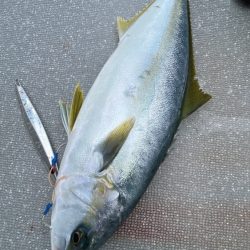 まるいち丸 ZERO-1 釣果