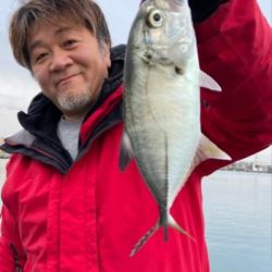 シーマジカル 釣果