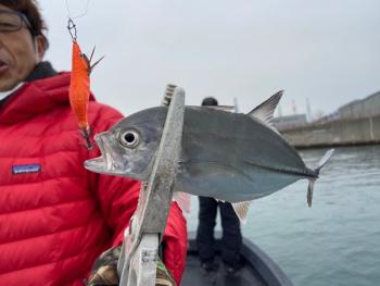 シーマジカル 釣果