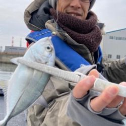 シーマジカル 釣果