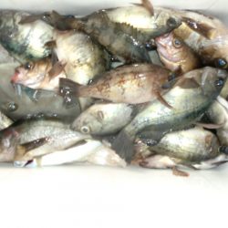 遊漁船 遊友 釣果