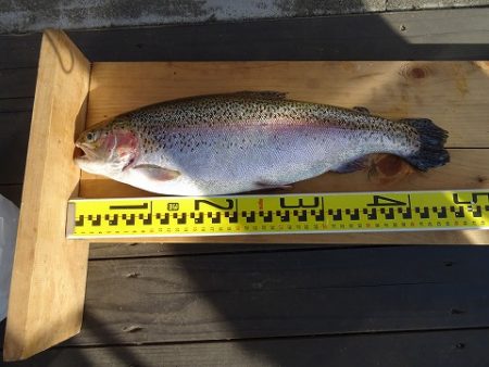 志高湖フィッシング 釣果