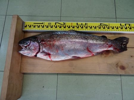 志高湖フィッシング 釣果