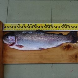 志高湖フィッシング 釣果