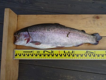 志高湖フィッシング 釣果