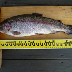 志高湖フィッシング 釣果