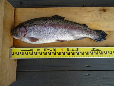 志高湖フィッシング 釣果