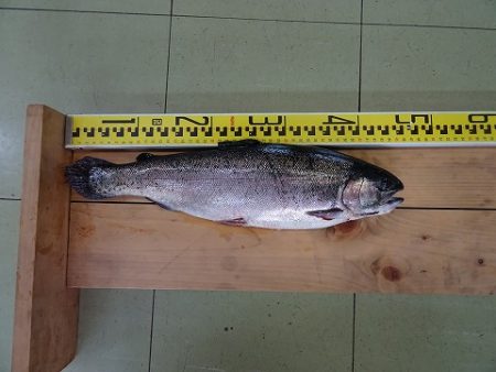 志高湖フィッシング 釣果