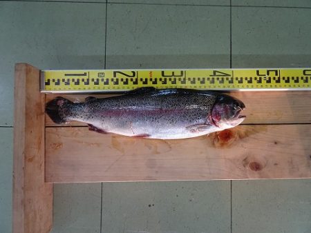 志高湖フィッシング 釣果