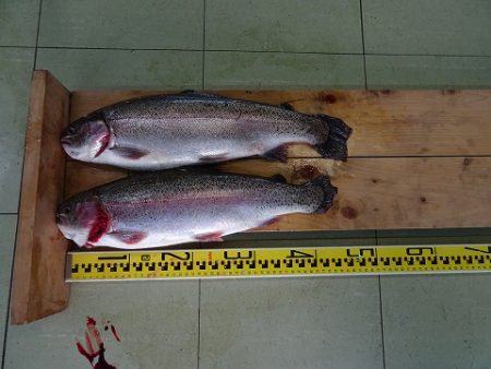 志高湖フィッシング 釣果