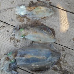 こかわ渡船　雅丸 釣果