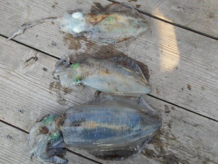 こかわ渡船　雅丸 釣果