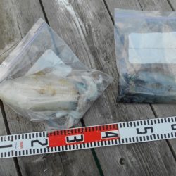 こかわ渡船　雅丸 釣果