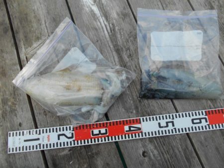 こかわ渡船　雅丸 釣果