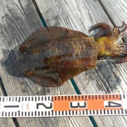 こかわ渡船　雅丸 釣果