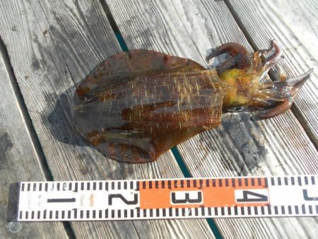 こかわ渡船　雅丸 釣果