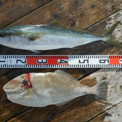 こかわ渡船　雅丸 釣果