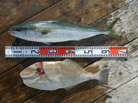 こかわ渡船　雅丸 釣果