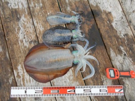 こかわ渡船　雅丸 釣果