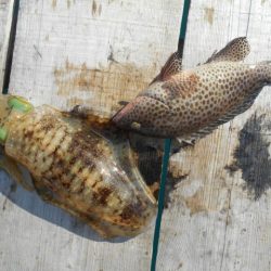 こかわ渡船　雅丸 釣果