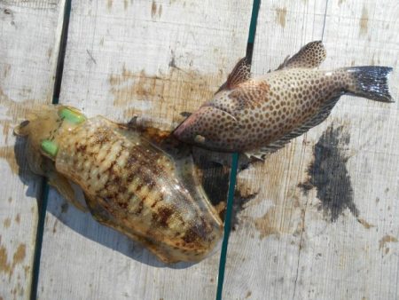 こかわ渡船　雅丸 釣果