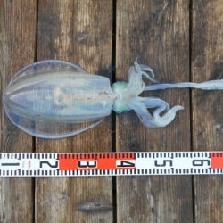 こかわ渡船　雅丸 釣果