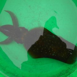 こかわ渡船　雅丸 釣果