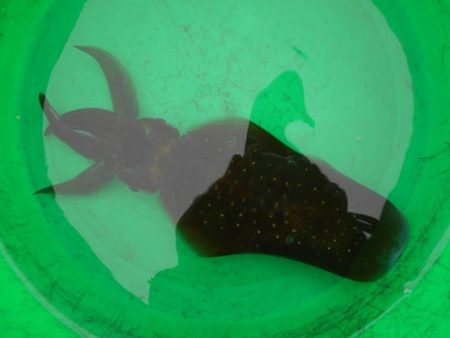 こかわ渡船　雅丸 釣果