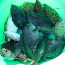 こかわ渡船　雅丸 釣果