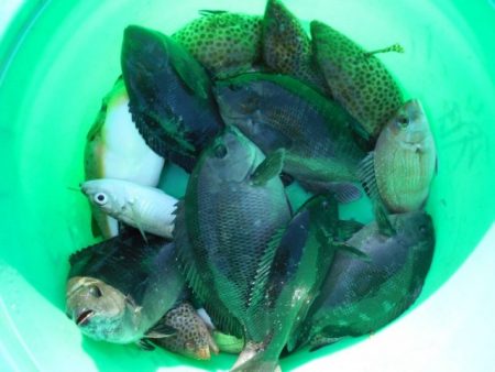 こかわ渡船　雅丸 釣果