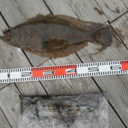 こかわ渡船　雅丸 釣果