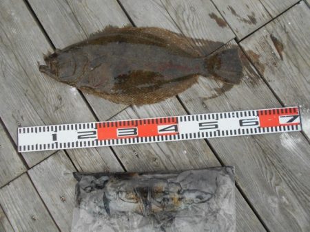 こかわ渡船　雅丸 釣果