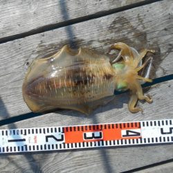 こかわ渡船　雅丸 釣果