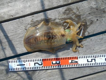 こかわ渡船　雅丸 釣果