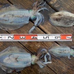 こかわ渡船　雅丸 釣果