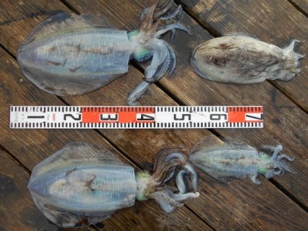 こかわ渡船　雅丸 釣果