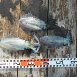 こかわ渡船　雅丸 釣果