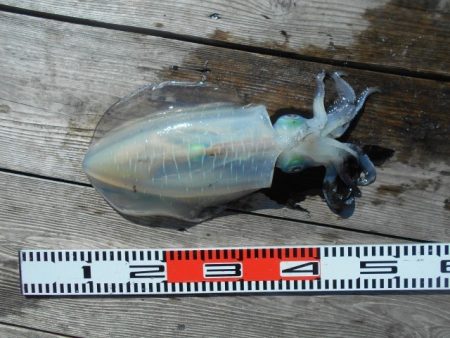 こかわ渡船　雅丸 釣果