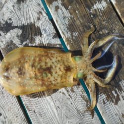 こかわ渡船　雅丸 釣果