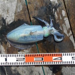 こかわ渡船　雅丸 釣果