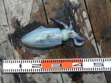 こかわ渡船　雅丸 釣果