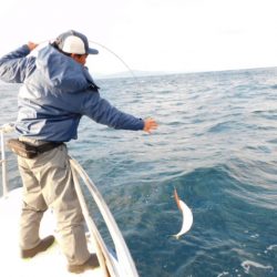 ジギング船 BLUEWATER 釣果