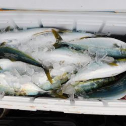 ジギング船 BLUEWATER 釣果