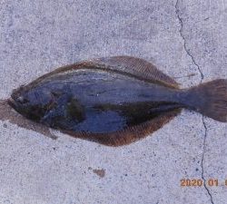 鹿島港魚釣園 釣果