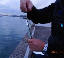 鹿島港魚釣園 釣果