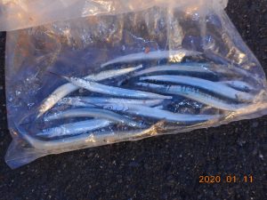 鹿島港魚釣園 釣果
