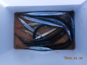 鹿島港魚釣園 釣果