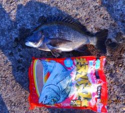 鹿島港魚釣園 釣果